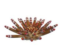 AQL Decorazione Corallo in Resina Modello Riccio Tropicale Large cm20x20x6h