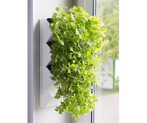 AQUAEL Erbario da parete Versa Garden Herbs