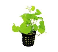 Aquafleur PIANTA Piante Acquario Vera Viva HYDROCOTYLE LEUCOCEPHALA in Vaso Diff. Facile