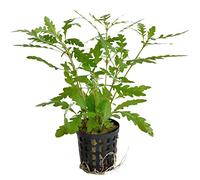 Aquafleur PIANTA Piante Acquario Vera Viva HYGROPHILA PINNATIFIDA in Vaso Diff. Media