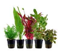 AquaOne Ammannia Echinodorus Ludwigia Ceratopteris Alternanthera - Set di 5 piante acquatiche