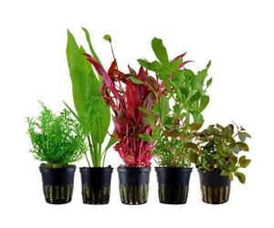 AquaOne Ammannia Echinodorus Ludwigia Ceratopteris Alternanthera - Set di 5 piante acquatiche