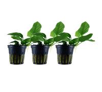 AquaOne Anubias Barteri Nana I - Pianta acquatica per acquario, 3 pezzi