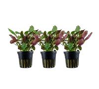 AquaOne Pianta per acquario, 3 pezzi, Lobelia cardinalis | Completamente radicato, facile da pulire, decorazione aquascaping