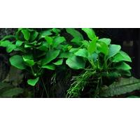 AquaOne Pianta per acquario Anubias "Petite", pianta acquatica, pianta a stelo completamente radicata, facile da pulire, decorazione Aquascaping