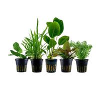 AquaOne Piante per Acquario | 5x Piante Acquatiche di Facile Cura Senza Concimazione CO | Piante da Acquario Anubias Microsorum Cryptocoryne Limnophila | Set Anti-alghe