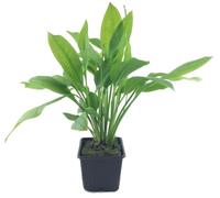 AquaOne Piante per acquario, pianta madre Echinodorus grisebachii 'Bleherae' XL, pianta semplice per acquario, base media, decorazione aquascaping