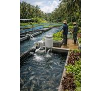Aquaponics Fish Farming in Tropical Climates