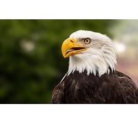 Aquila calva - Puzzle da 6000 pezzi per adulti, gioco di abilità perfetto per il rilassamento, la meditazione e l'educazione.