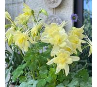 aquilegia Aiuole rialzate per il giardino decorazioni giardino per esterni balcone con interna arredamento del soggiorno in vaso serre balcone 150semi