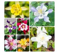 aquilegia giardino d'appartamento esotiche Aiuole rialzate per il giardino decorative roccioso resistenti per il pieno sole arredamento 125semi