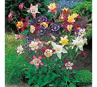 AQUILEGIA GIGANTE MISCUGLIO NR.50 SEMI