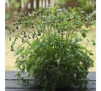 aquilegia raro giardino balcone varietà antiche interno in vaso 350semi