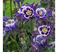 Aquilegia Spring Magic Navy and White - Pianta da giardino perenne