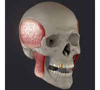 aqxreight 2 PZ Esercizi per la Mascella Riduttore per Doppio Mento per Uomini e Donne Dispositivo per Rinforzare il Tempo 2 Esercizi per la Mascella Ben Definiti Riduttore per Doppio Mento per (BLACK)
