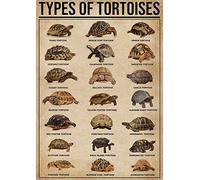 ARA STEP - Poster vintage della conoscenza degli animali, decorazione da parete, senza cornice, 297 x 420 mm, tipi di tartarughe 2
