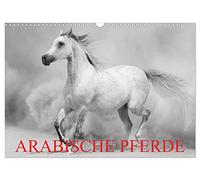 Arabische Pferde (Wandkalender 2026 DIN A3 quer), CALVENDO Monatskalender: Die edlen Pferde des Orients