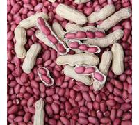 arachidi semi di medicinali selvatici balcone letti elevati di balcone resistenti semi resistenti 20pcs