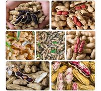 arachidi semi di miseria selvatici decorazione ufficio semi resistenti medicinali bonsái interni 150pcs