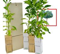 Arancio amaro - Albero da frutto armonioso - Agrumi profumati e a crescita rapida - Giovane germoglio di 30 cm ricevuto in una scatola di legno riutilizzabile - 4 unità