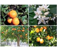 Arancio Amaro/marmellata di arance Albero (Citrus aurantium) resistente al freddo - 25 semi