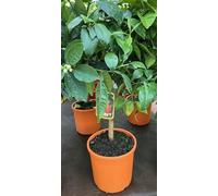 Arancio amaro pianta di arancio amaro su vaso cm 20 h 60/70