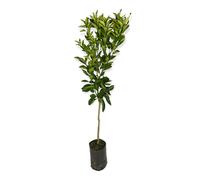 Arancio Amaro selvatico fiori profumati sempreverde in vaso 18 cm AMDGarden