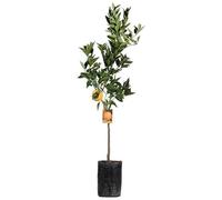Arancio “citrus sinesis”, Pianta innestata in fitocella di 2/3 anni, Agrumi di Sicilia, Made in Italy, Vivaio di Castelletto