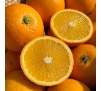 arancio giardino di spaldera bonsái interni colonnari per giardino balcone semi balcone con letti elevati 200pcs