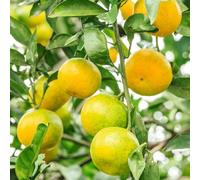 arancio - mandarino balcone rialzato letto semi di vaso giardino resistenti vaso ornamentali d'appartamento di agrumi resistenti 80pcs
