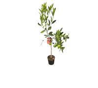 Arancio Sanguinello 180 cm Vaso 24 con Frutti, Vivaio Annese