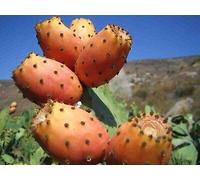 Arancione Tonno Fico d' (Semi Paraguayensis) 20 + Semi (80 Seeds) Seeds ONLY