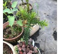 araucaria araucana - semi da giardino balcone decorazione selvatica perenne 30pz