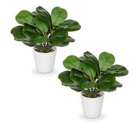 Arborus 2 piante artificiali in vaso bianco, 25,9 cm, finto ficus, foglie di fico, piccole piante artificiali decorative per interni, per casa, tavolo, bagno, decorazione