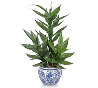 Arborus Albero di drago artificiale, piccolo 50 cm, piante artificiali in bambù portafortuna, in vaso di ceramica, piante decorative come piante artificiali da interno, per tavolo, scaffale, davanzale