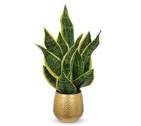 Arborus Pianta artificiale di serpente in vaso dorato, 45,7 cm, piccola pianta artificiale Sansevieria piante da appartamento finte in vaso giallo serpente pianta artificiale per interni, casa, cucina