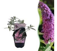 Arbusto delle farfalle - Buddleja davidii Pink Delight - Fiore rosa - 1 Pianta - Deciduo - Attrae le farfalle - 25cm - Ø18cm - Pianta da giardino