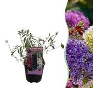 Arbusto delle farfalle - Buddleja davidii Tricolour - Fiore rosa bianco e viola - 1 Pianta - Deciduo - Attira le farfalle - 30cm - Ø18cm - Pianta da giardino