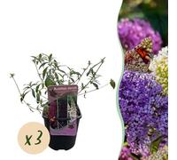 Arbusto delle farfalle - Buddleja davidii Tricolour - Fiore rosa bianco e viola - 3 piante - 1m2 - Deciduo - Attira le farfalle - 30cm - Ø18cm - Pianta da giardino