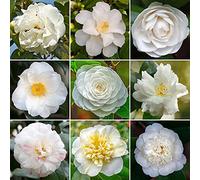 Arbusto di Camelia Bianca | Pianta da Giardino Pronta all'Uso in Vaso, Sempreverde e Vivace per Esterno.