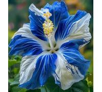 Arbusto di ibisco vivo cangiante perenne e resistente per giardini paesaggistici - Hibiscus mutabilis-1 Radici di ibisco-A
