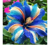 Arbusto di ibisco vivo cangiante perenne e resistente per giardini paesaggistici - Hibiscus mutabilis-1 Radici di ibisco-G