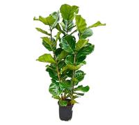 Arbusto Ficus Lyrata - 140-150cm - Ø27cm - Pianta d'appartamento - Sempreverde