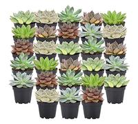 Arcadia Garden Products Live Assorted Mini Succulents in 2 in. Grower Pot, 28-Pack, Green (LV67) ***Cannot Ship to Hawaii***