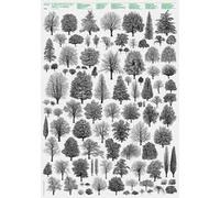 Architettura degli alberi. Poster