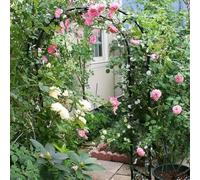 Arco da giardino in metallo con struttura in acciaio resistente alle intemperie, ideale for piante rampicanti e pergolato a traliccio, arco indipendente for giardini esterni, larghezza 2,4 m(White,W2.