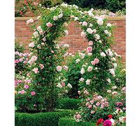 Arco per rose rampicanti, arco da giardino all'aperto, traliccio in acciaio, colonna decorativa da giardino, cancello d'ingresso per patio, prato e balcone, nero/bianco (dimensioni: 240 x 240 cm)