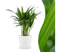 Areca Lutescens - Palma dorata - con vaso bianco - 35-45cm - Ø12cm