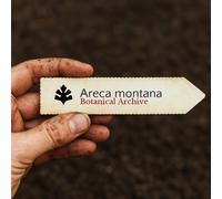 Areca montana SEEDS - - SEMI Palma di montagna | Palma areca