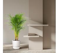Areca-Palme - Ø21cm - ↕ 110cm - Popolari Tropicali Pianta da Camera per Sana Rau